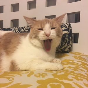 Meet your Posher, April